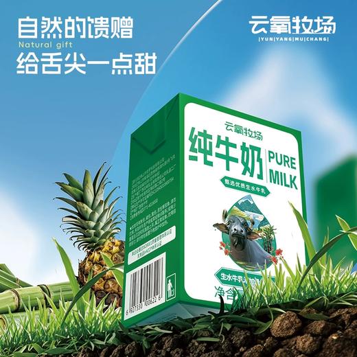 云氧牧场石埠水牛奶 | 一口醇厚 · 满口香浓.营养丰富口感甘甜【清明期间正常发货】 商品图1