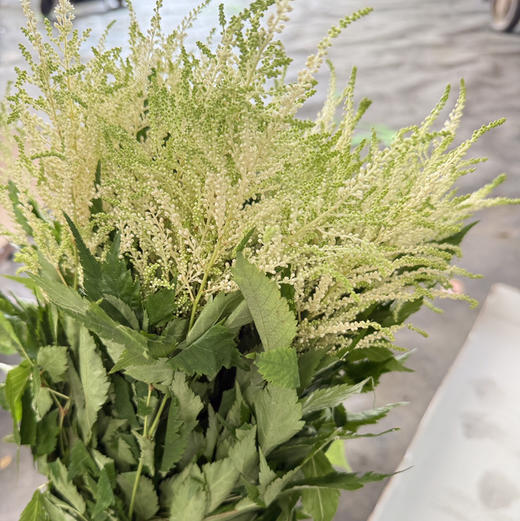 络新妇.白色 商品图0