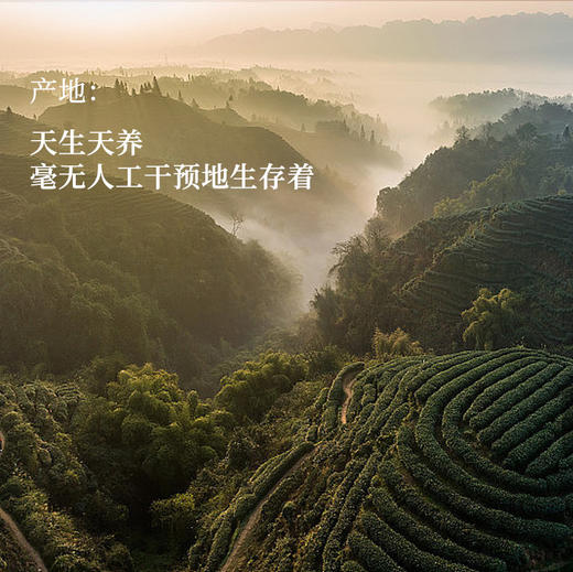 守艺 · 2024年新茶 蒙顶黄芽 50g 四川高山明前春茶 商品图4