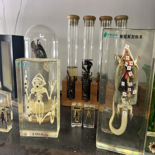 12月14日 越秀·科学实验独立半日营 | 精心设计主题课程，从人体结构到生活科学，从急救技能到微生物探究，一起探索科学，解锁生命密码！ 商品图4