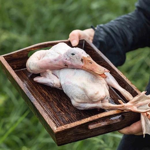 【顺丰包邮】品牌超值福利买1送1，2只到手138，蛋鲜森巢湖麻鸭全期散养，肉嫩味美，肉质紧实老鸭煲汤仔鸭爆炒趁着活动好价多囤几只顺丰京东基地直邮 商品图0