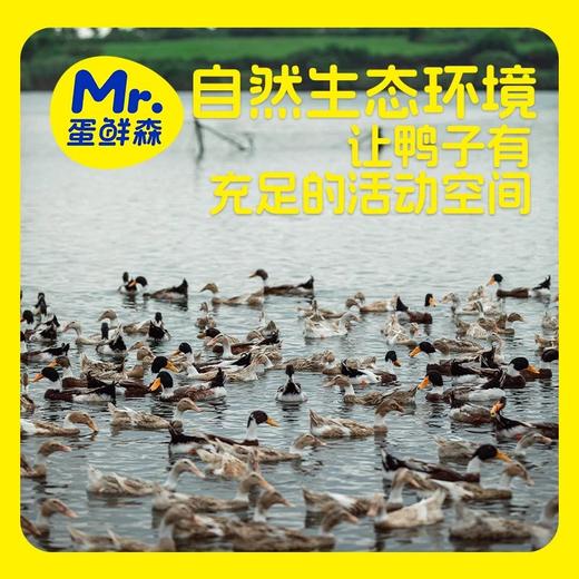 【顺丰包邮】品牌超值福利买1送1，2只到手138，蛋鲜森巢湖麻鸭全期散养，肉嫩味美，肉质紧实老鸭煲汤仔鸭爆炒趁着活动好价多囤几只顺丰京东基地直邮 商品图8