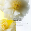 KnowKiss山茶花氨基酸柔和泡沫洁面乳 商品缩略图3