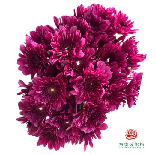 市场小菊 -波多利紫 10枝一扎 商品图1