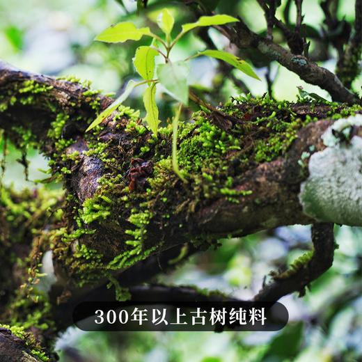 【邦崴老寨】【整提购】2022年临沧茶区头春古树推广冲量补贴出售357克/饼*5 商品图1