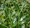 月光白牡丹茶 商品缩略图1