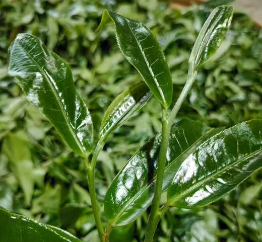 月光白牡丹茶 商品图1