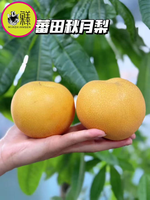 【冰糖秋月梨】礼盒7-9枚入约3.5kg 商品图14