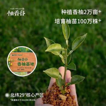 柚香谷宋柚汁双柚汁复合果汁饮料300g*10瓶 鲜果萃取富含VC 0脂节日整箱 /水饮冲调 /饮料 /果蔬汁/饮料 商品图7