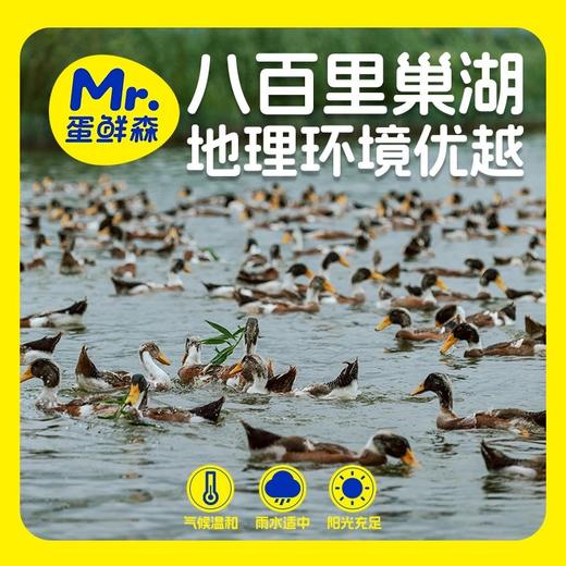 【顺丰包邮】品牌超值福利买1送1，2只到手138，蛋鲜森巢湖麻鸭全期散养，肉嫩味美，肉质紧实老鸭煲汤仔鸭爆炒趁着活动好价多囤几只顺丰京东基地直邮 商品图7