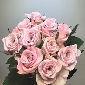 国产玫瑰-甜蜜曼塔-20支