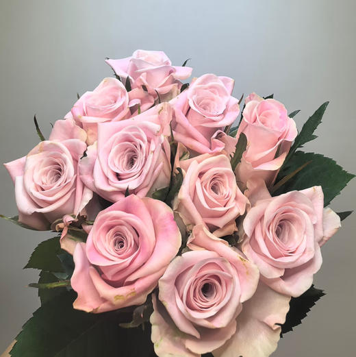 国产玫瑰-甜蜜曼塔-20支 商品图0