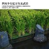 萌谷粒响水大米 火山石板田大米/东北米 十月晚稻 淡香甘甜 2.5kg/袋 商品缩略图3