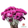 市场小菊 -波多利紫 10枝一扎 商品缩略图0