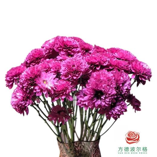 市场小菊 -波多利紫 10枝一扎 商品图0