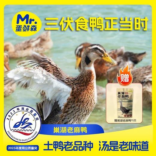 【顺丰包邮】品牌超值福利买1送1，2只到手138，蛋鲜森巢湖麻鸭全期散养，肉嫩味美，肉质紧实老鸭煲汤仔鸭爆炒趁着活动好价多囤几只顺丰京东基地直邮 商品图4