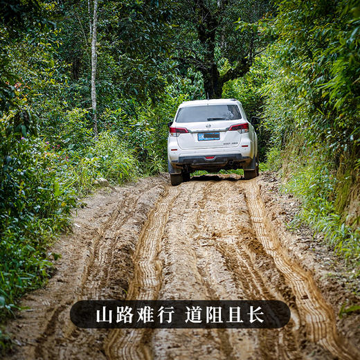 【邦崴老寨】【整提购】2022年临沧茶区头春古树推广冲量补贴出售357克/饼*5 商品图2