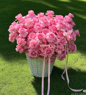 【花友攻略】挑战一次性养200多支方德雪山系列玫瑰