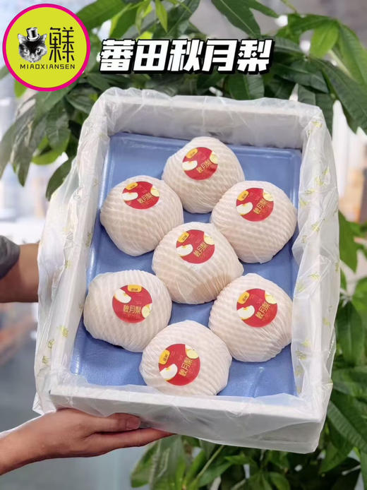 【冰糖秋月梨】礼盒7-9枚入约3.5kg 商品图13