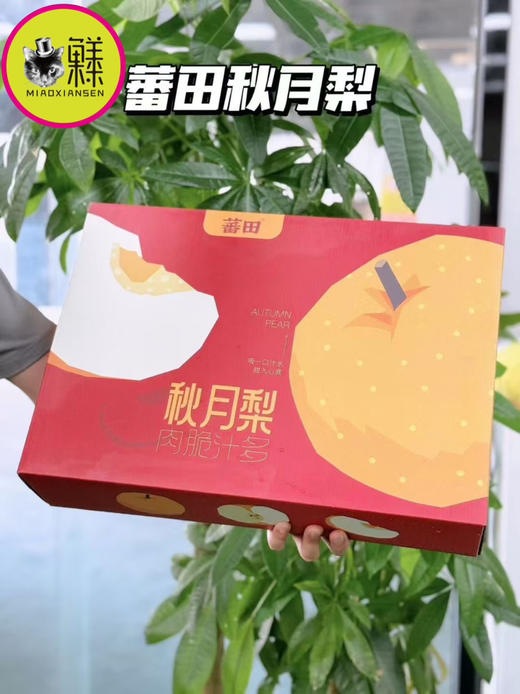 【冰糖秋月梨】礼盒7-9枚入约3.5kg 商品图12