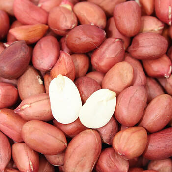 硃碌科有机花生米2.4斤 四粒红花生米 生花生仁 红皮小粒新花生 商品图3