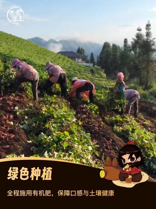 【上新  地瓜天花板】赤炎薯王，粉糯香甜，无纤维，不干不湿，不卡颈，纯正美味，老少皆宜！ 商品图9