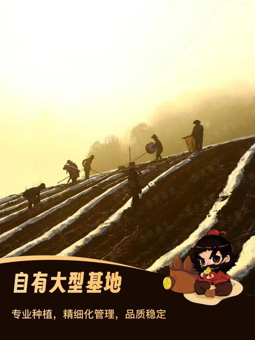 【上新  地瓜天花板】赤炎薯王，粉糯香甜，无纤维，不干不湿，不卡颈，纯正美味，老少皆宜！ 商品图7