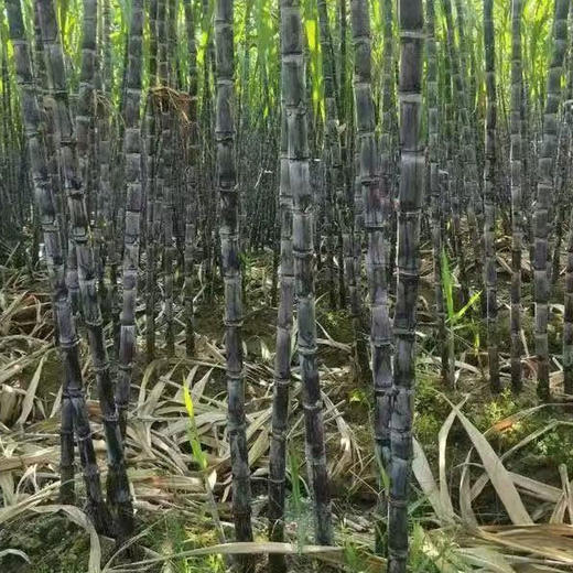 【现砍现发】广西黑皮甘蔗甜度高，汁水超多喔 商品图2
