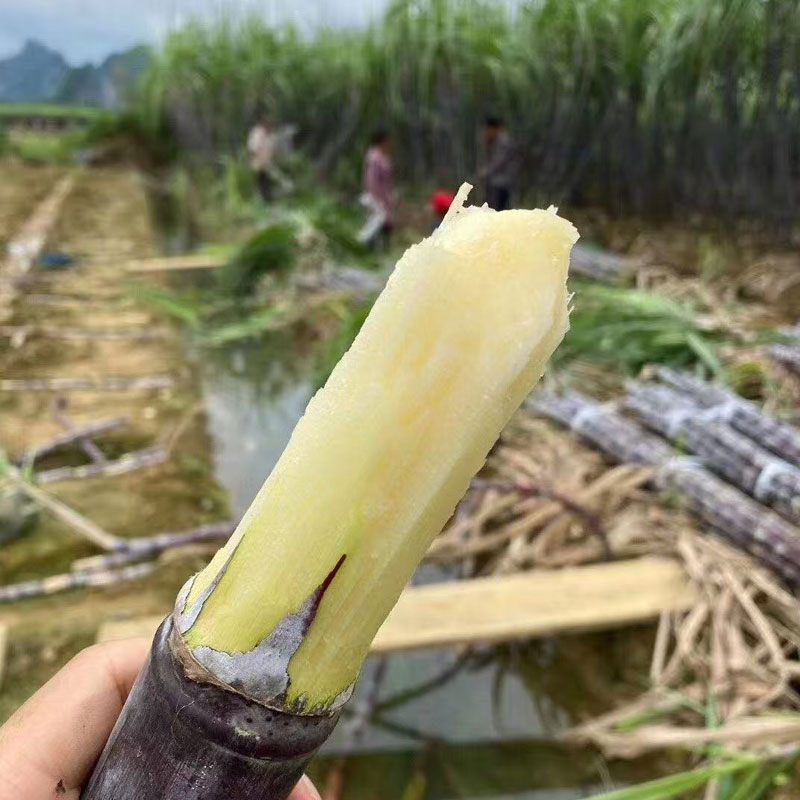 【现砍现发】广西黑皮甘蔗甜度高，汁水超多喔