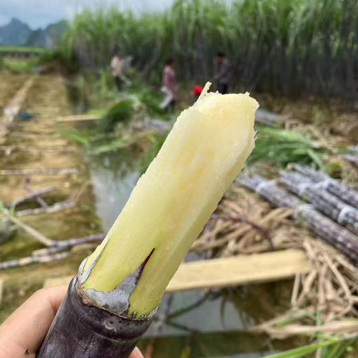 【现砍现发】广西黑皮甘蔗甜度高，汁水超多喔 商品图0