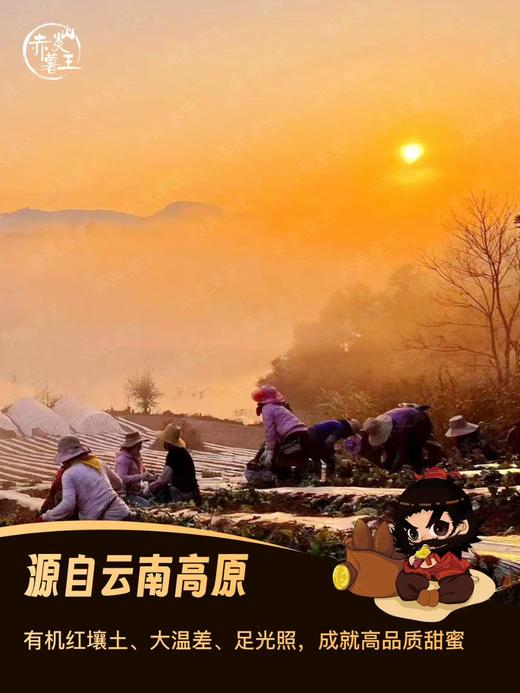 【上新  地瓜天花板】赤炎薯王，粉糯香甜，无纤维，不干不湿，不卡颈，纯正美味，老少皆宜！ 商品图6