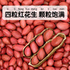 硃碌科有机花生米2.4斤 四粒红花生米 生花生仁 红皮小粒新花生 商品缩略图6
