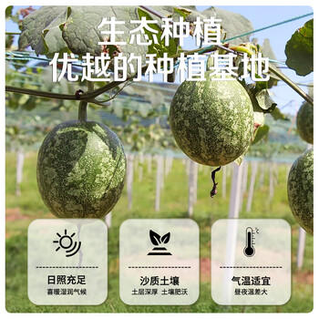 春江月吊瓜子350g罐装奶油味大颗粒坚果炒货干货干果2025新货 /休闲食品 /坚果炒货 /瓜子/葵花籽 商品图1