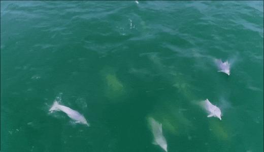 限时早鸟优惠减1000！【寒假·秘境崇左A线·5天4晚】秘境寻踪·解锁达尔文密码！横跨中越边境线，追寻中华白海豚，探秘比恐龙还古老的海洋活化石，野外科研濒危石山精灵… 商品图9