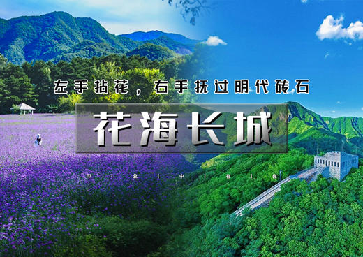 1日｜花海长城｜四季花海&九眼楼长城の花开时节-百花齐放-争齐斗艳-万里长城第一楼 商品图0