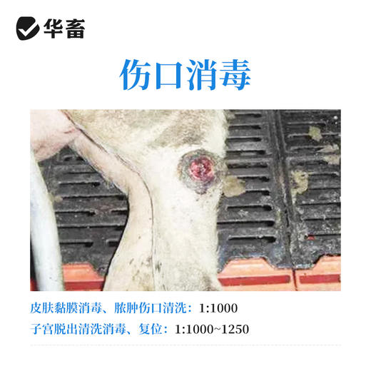 华畜 高锰酸钾500g 杀菌消毒 针对病毒真菌细菌 畜禽 水产通用 商品图3