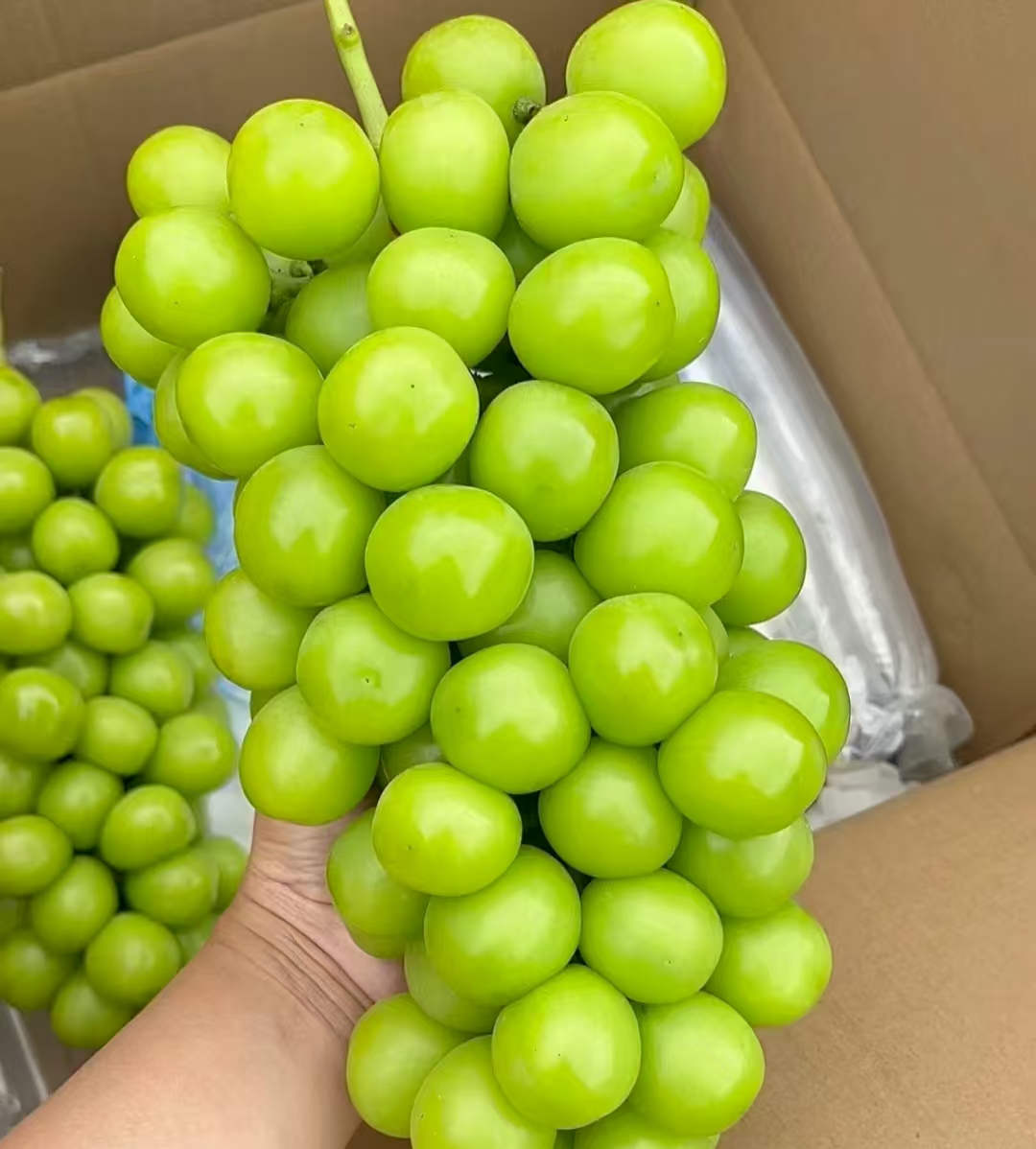 【云南阳光玫瑰】鲜脆多汁  全甜无籽