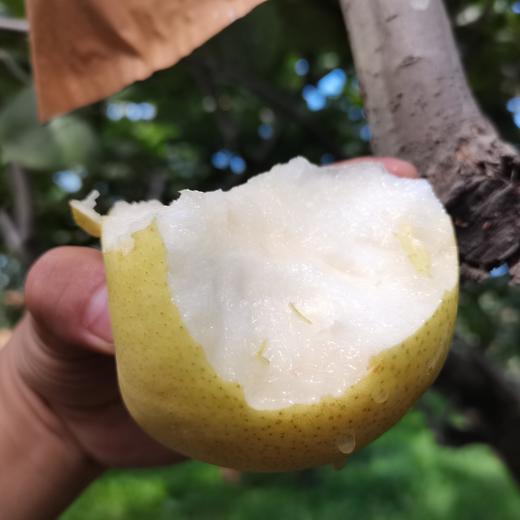 生态赵县皇冠梨  | 基地直发包邮*Ecological Crown Pear 商品图5