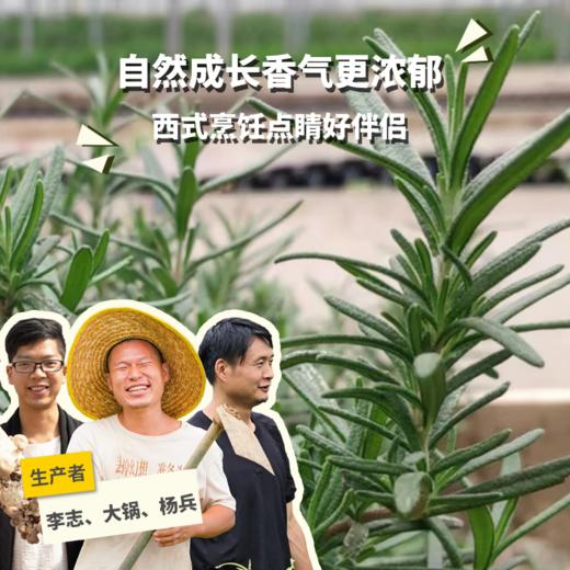 生态迷迭香 | 绿家自产* Ecological parsley  | Self-production 商品图0