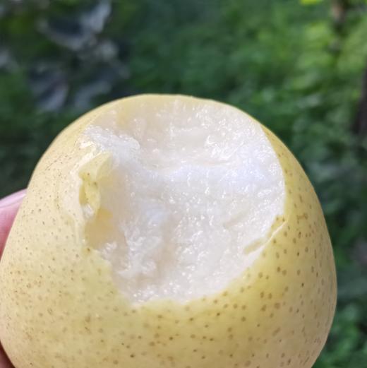 生态赵县皇冠梨  | 基地直发包邮*Ecological Crown Pear 商品图4