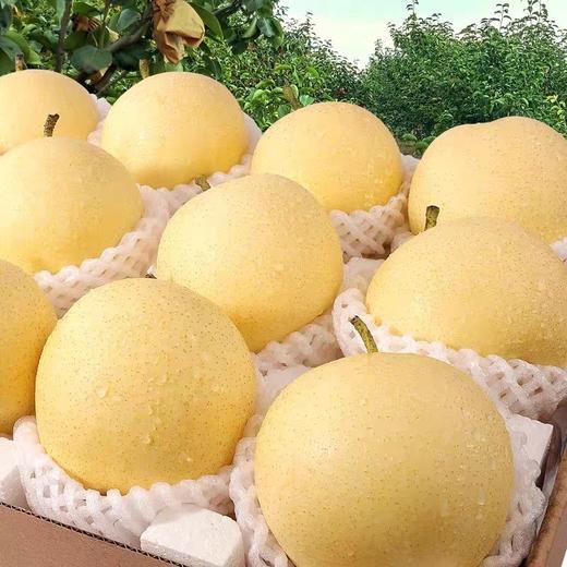 金士酒庄昌黎皇冠梨10斤/箱，味甜可口 仅限集团第一、第二、第三产业园区 商品图1