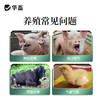 华畜恒呼禽畜呼吸道猪牛甘草祛痰止咳清热解毒桔梗宣肺泄热添加剂 商品缩略图2