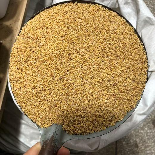 柏子仁 常用规格 净柏子仁 商品图2