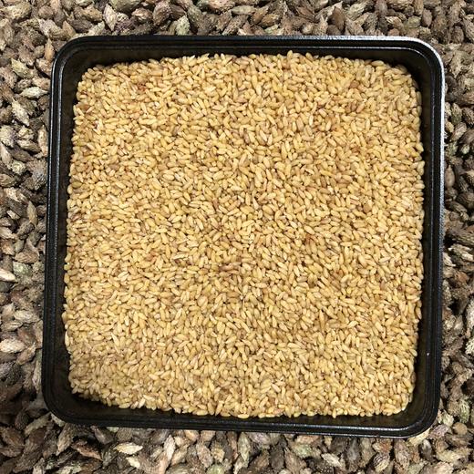 柏子仁 常用规格 净柏子仁 商品图1