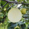 【丽江太阳雪梨】果肉细腻 水分充足 汁多香甜 脆甜可口 肉厚核小 2种规格任选 商品缩略图7