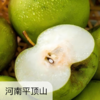 玉露香梨  果核少  5斤装 商品缩略图0