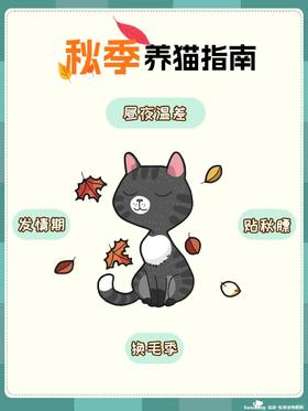 换季来临，秋天猫咪的这些“小问题”要注意‼️