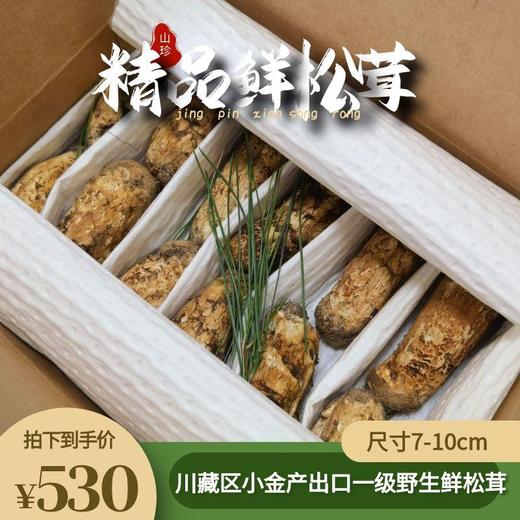 川藏区小金产出口级野生鲜松茸7-10cm 商品图0