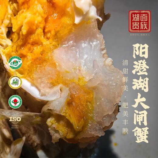 湖面贵族  大闸蟹1588型（套餐三选一）卡券 商品图4