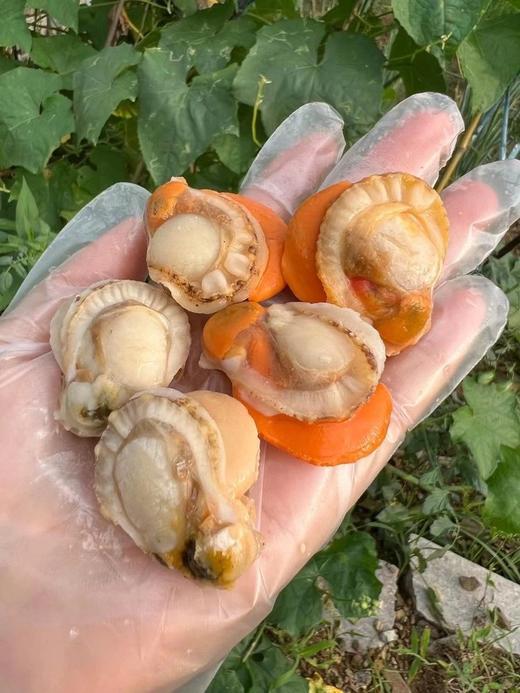 《精选长岛红贝肉》低脂高蛋白 肥厚鲜美 健康美味，只需要清水简单清洗即可烹饪，干净又美味2.5斤/袋(110-170粒) 商品图5